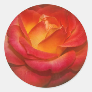 Rose auf Pergament Runder Aufkleber