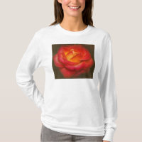 Rose auf Pergament