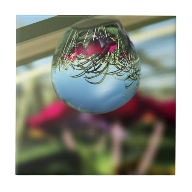 Rose auf Raindrops Dekorative Tile Fliese (Vorderseite)