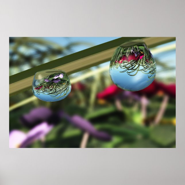Rose auf Raindrops drucken Poster (Vorne)