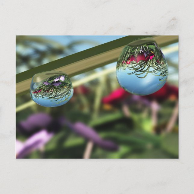 Rose auf Raindrops Postkarte (Vorderseite)
