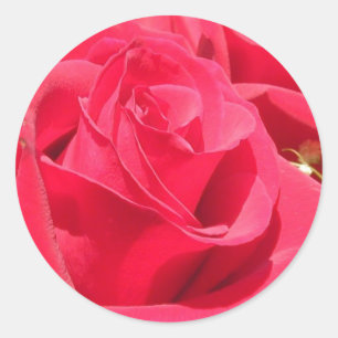 Rose-Aufkleber und Umschlag Aufkleber