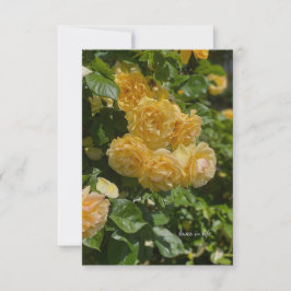 Rose aus dem Gelben Garten Mitteilungskarte