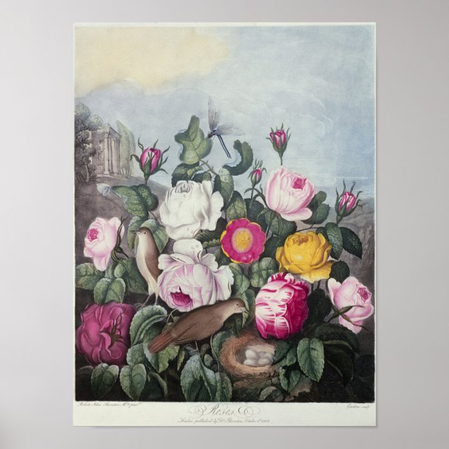 Rose aus dem "Tempel der Flora" Poster (Vorne)