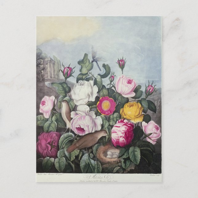 Rose aus dem "Tempel der Flora" Postkarte (Vorderseite)