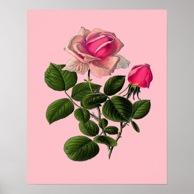 Rose aus rosa Tee Poster (Vorne)