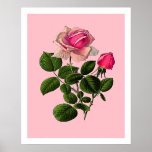 Rose aus rosa Tee Poster