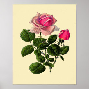 Rose aus rosa Tee Poster