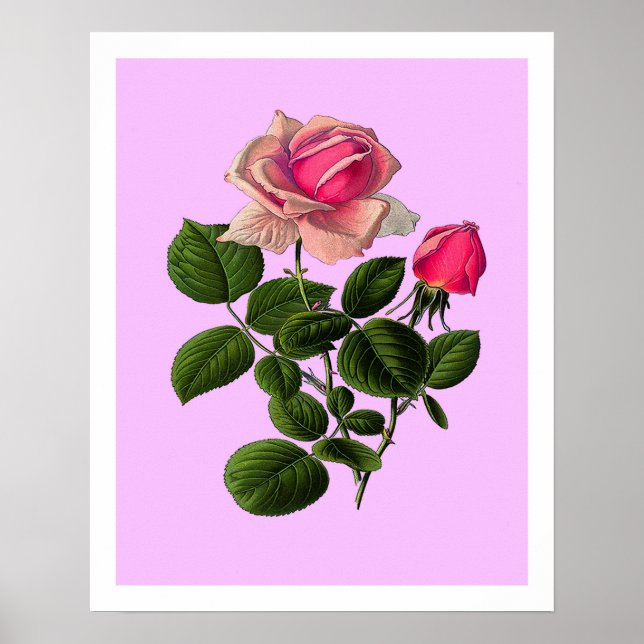 Rose aus rosa Tee Poster (Vorne)