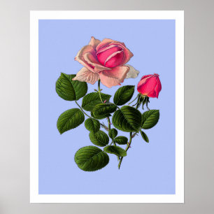 Rose aus rosa Tee Poster