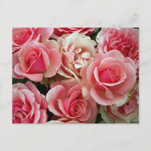 Rose aus Rosa und Creme Bouquet Blume Postkarte