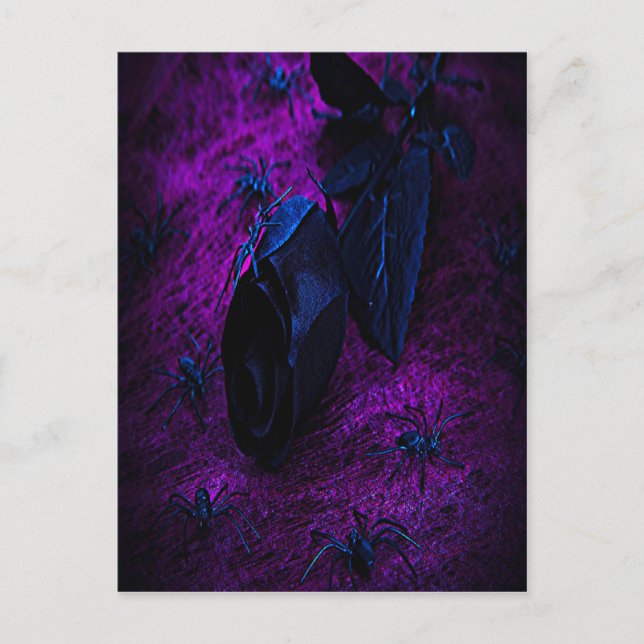 Rose aus schwarzem Material, Schwarze Spinnen Postkarte (Vorderseite)