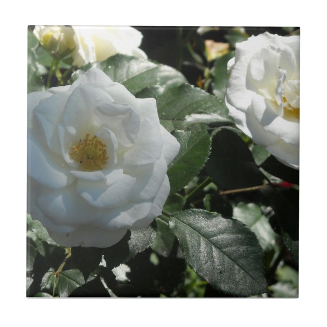 Rose aus weißem Tee Fliese (Vorderseite)