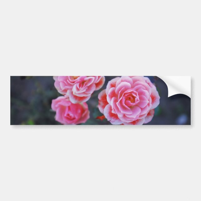 Rose Autoaufkleber (Vorne)