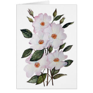 Rose "Ballerina" Kunst und Kultur