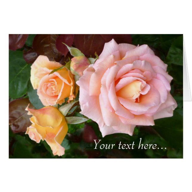 Rose Beauty (Vorderseite (Horizontal))