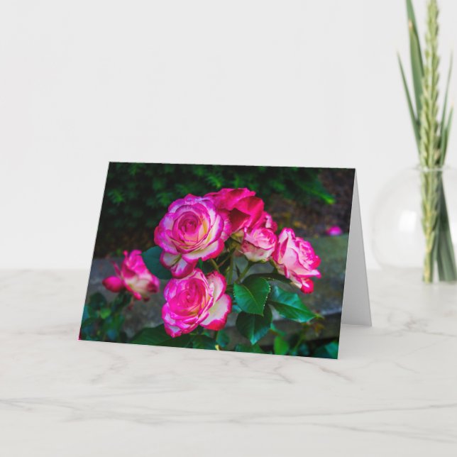 Rose Beauty Card Feiertagskarte (Vorderseite)