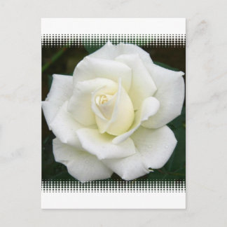 Rose Bedeutung Postkarte