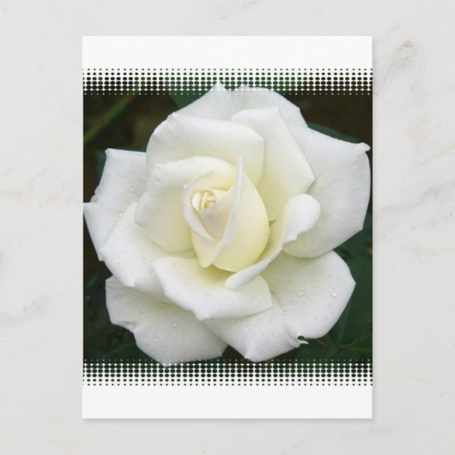 Rose Bedeutung Postkarte (Vorderseite)