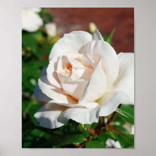 Rose Beige Hintergrund Poster