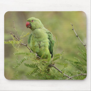 Rose-beringter Parakeet Mousepad