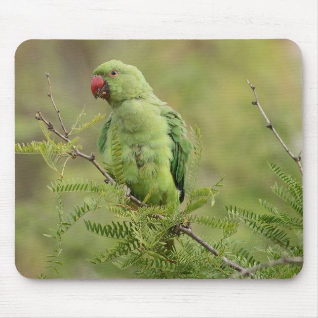 Rose-beringter Parakeet Mousepad (Vorne)