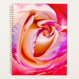 Rose Bloom Spiralplaner Planer