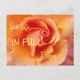 Rose Blossom / Aprikosenpfirsich / Nahes Foto Postkarte