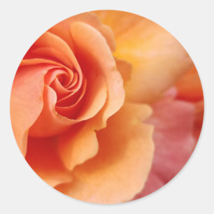 Rose Blossom / Aprikosenpfirsich / Nahes Foto Runder Aufkleber