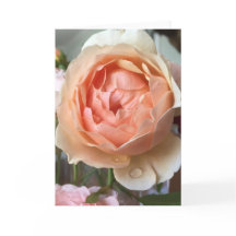 Rose Blossom Card