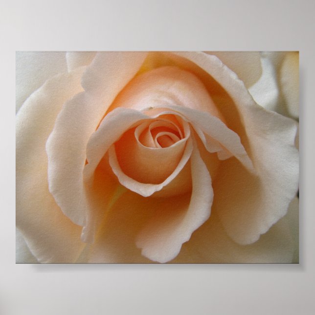 Rose Blossom Nah Poster (Vorne)