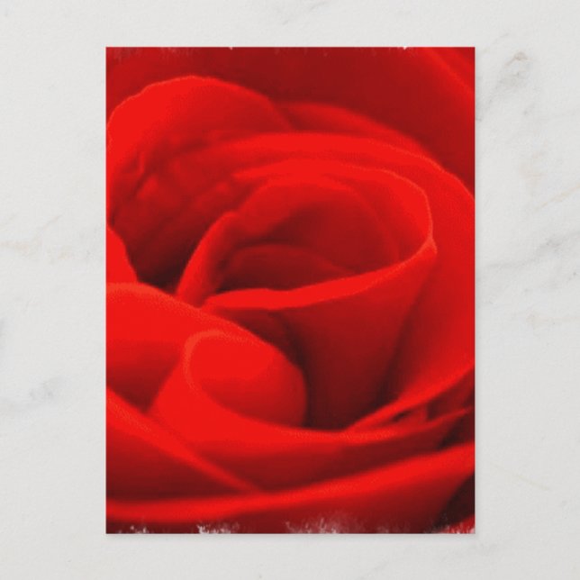 Rose Blossom Postkarte (Vorderseite)