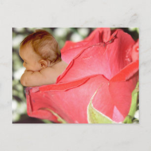 Rose Blume Baby Postcard Postkarte