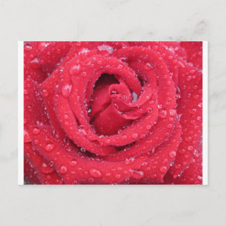 Rose Blume blühen Blütenblätter Wassertropfen Postkarte