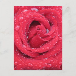 Rose Blume blühen Blütenblätter Wassertropfen Postkarte