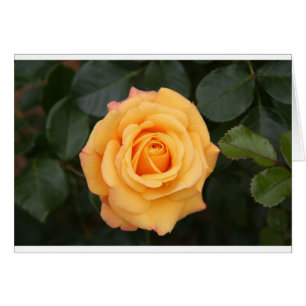 Rose Blume Blume Liebe Ehefrau Liebespaar