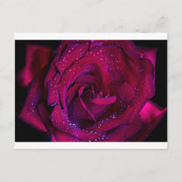 Rose Blume Blume Rotwassertröpfchen Datum Tanz Postkarte