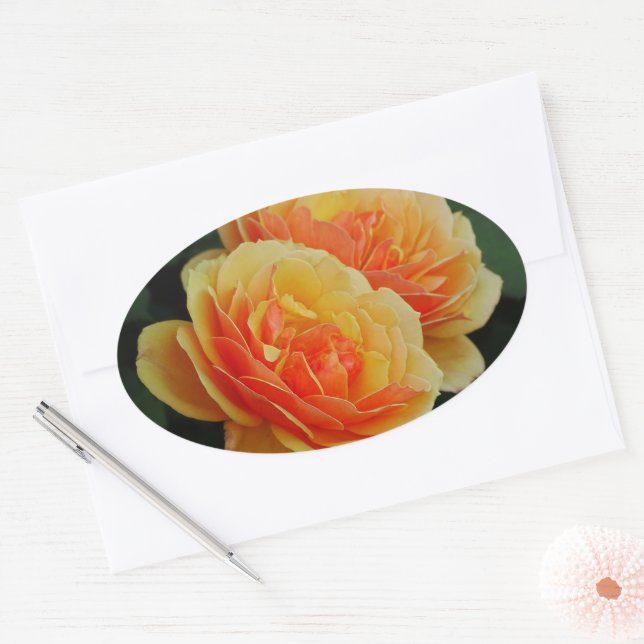 Rose Blume in Blüten / Orange / Umschlag Aufkleber (Umschlag)