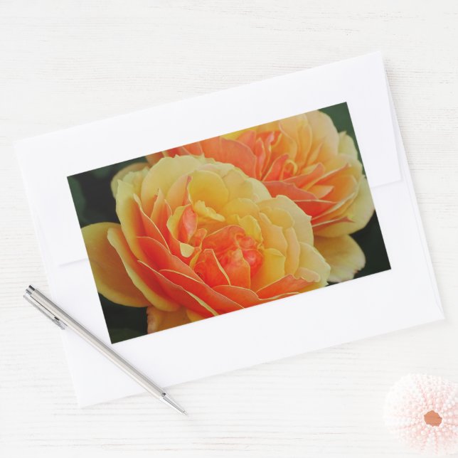 Rose Blume in Blüten / Orange / Umschlag Aufkleber (Umschlag)