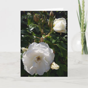 Rose-Blume-Karte Karte