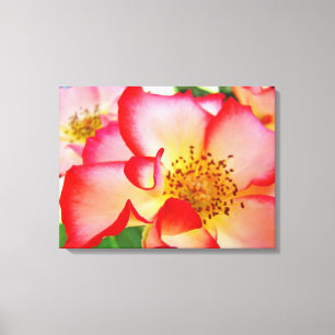 Rose Blume Leinwand Fotodrucke