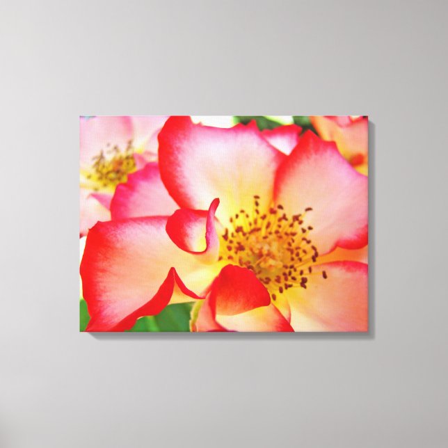 Rose Blume Leinwand Fotodrucke (Vorderseite)