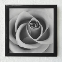 Rose Blume Nah Schwarz-Weiß-Fotografie