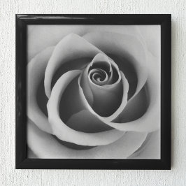 Rose Blume Nah Schwarz-Weiß-Fotografie Poster