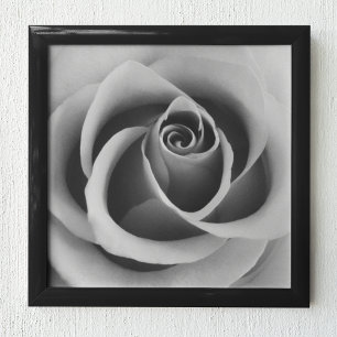 Rose Blume Nah Schwarz-Weiß-Fotografie Poster