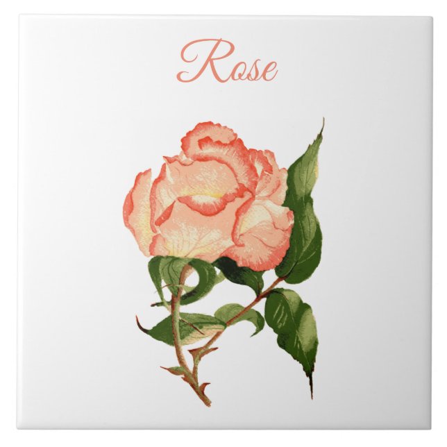 Rose Blume Pfirsich und rosa botanische Aquarellfa Fliese (Vorderseite)
