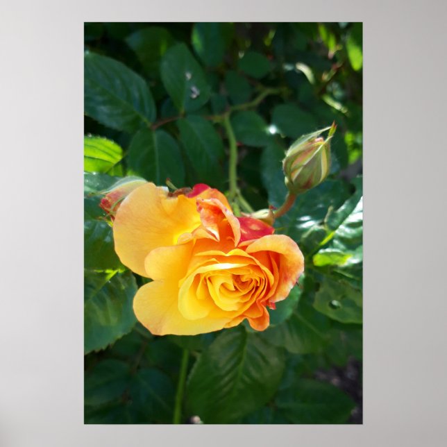 Rose Blume Poster (Vorne)