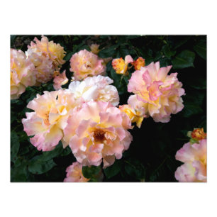 Rose Blume, rosa Gelbe Rosen Fotodruck