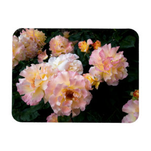 Rose Blume, rosa Gelbe Rosen Magnet