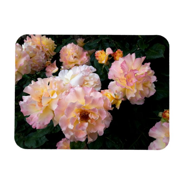 Rose Blume, rosa Gelbe Rosen Magnet (Horizontal)